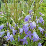 Campanula rapunculus - Campanule raiponce