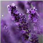 Lavandula angustifolia 'Royal Blue' - 