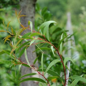 Eucalyptus gregsoniana