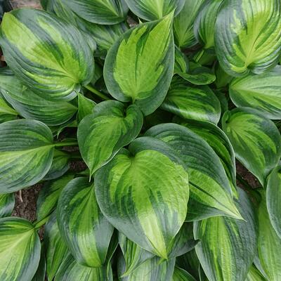 Hosta 'Justine' - 