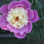 Paeonia lactiflora 'Dancing Butterfly' - 