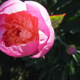 Paeonia lactiflora 'Dancing Butterfly'