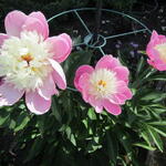 Paeonia lactiflora 'Dancing Butterfly' - 