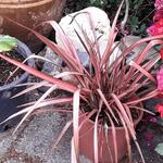 Phormium tenax 'Pink Panther' - 