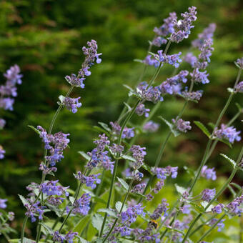 Nepeta x faassenii