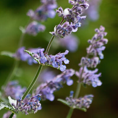 Nepeta x faassenii - Hybrid-Katzenminze - Nepeta x faassenii