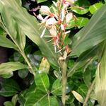 Hedychium spicatum  - 