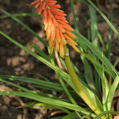 Kniphofia hirsuta 'Fire Dance' - 