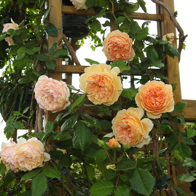 Rosa 'Crown Princess Margareta' - 