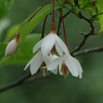 Styrax japonicus - 