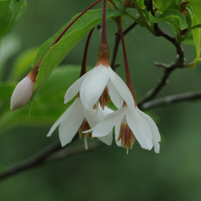 Japanischer Storaxbaum - Styrax japonicus