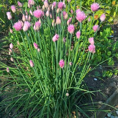 Allium schoenoprasum 'Forescate' - 