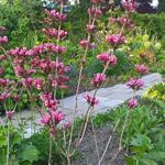 Weigela florida 'Victoria' - 