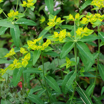 Euphorbia oblongata