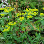 Euphorbia oblongata - 