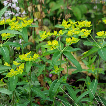 Euphorbia oblongata