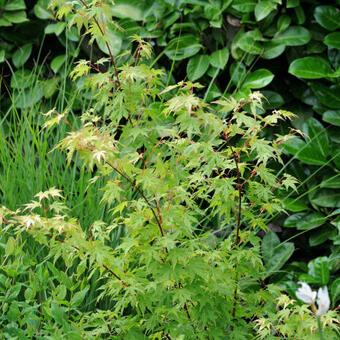 Acer palmatum 'Going Green'