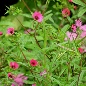 Potentilla nepalensis 'Ron McBeath'