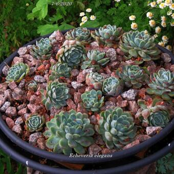 Echeveria elegans