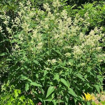 Persicaria polymorpha