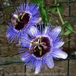 Passiflora caerulea 'Silly Cow' - 