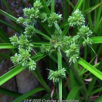 Cyperus alternifolius