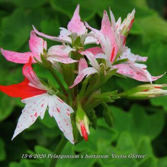 Pelargonium x hortorum 'Vectis Glitter' (stellartype)