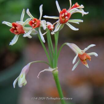 Tulbaghia alliacea