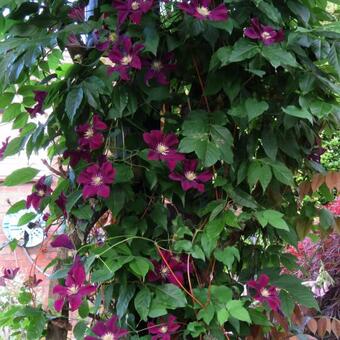 Clematis 'Niobe'