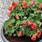 Abutilon 'Lucky Lantern Red' - 