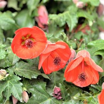 Abutilon 'Lucky Lantern Red'