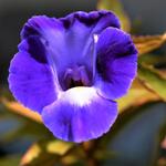 Torenia travancorica - 