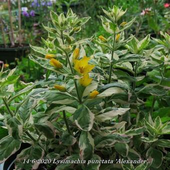 Lysimachia punctata 'Alexander'