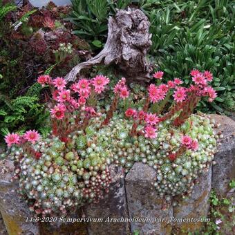 Sempervivum arachnoideum var. Tomentosum