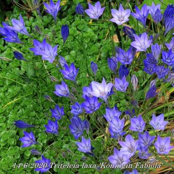 Triteleia laxa 'Koningin Fabiola'