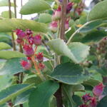 Amelanchier alnifolia 'Obelisk' - Amelanchier alnifolia 'Obelisk'