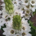 Ornithogalum thyrsoides 'Snowflake'  - 