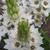 Ornithogalum thyrsoides 'Snowflake'