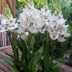 Ornithogalum thyrsoides 'Snowflake'  - 