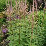 Veronicastrum virginicum 'Willemijntje' - 