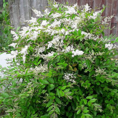 Ligustrum sinense 'Fragrant Cloud' - 