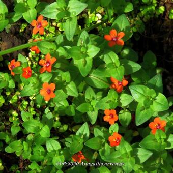 Anagallis arvensis