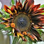 Helianthus annuus 'Black Magic' - 