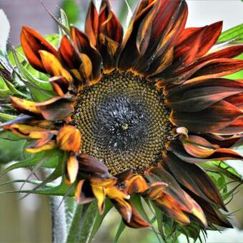 Helianthus annuus 'Black Magic'