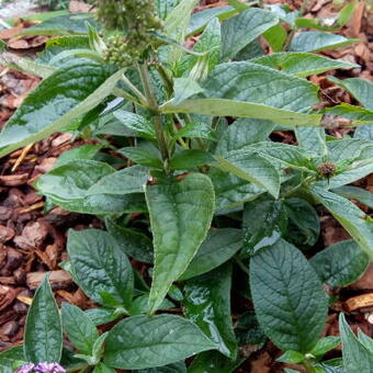 Buddleja LO & BEHOLD® 'Pink Micro Chip'