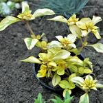 Lysimachia procumbens 'Aurea' - 