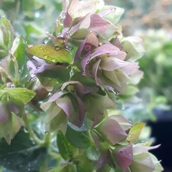 Origanum rotundifolium 'Dingle Fairy'