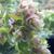 Origanum rotundifolium 'Dingle Fairy'