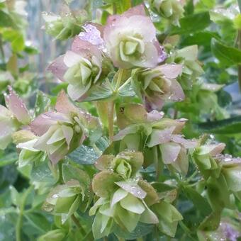 Origanum rotundifolium 'Dingle Fairy'