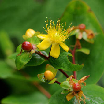 Hypericum 'MIRACLE Wonder'